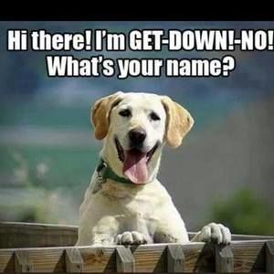 Meet your Posher, Bruce